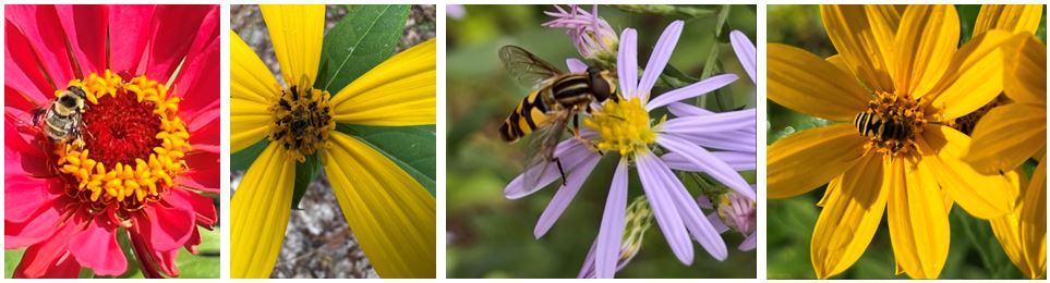 pollinator-banner.jpg
