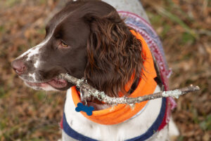 DogsOrange760.jpg