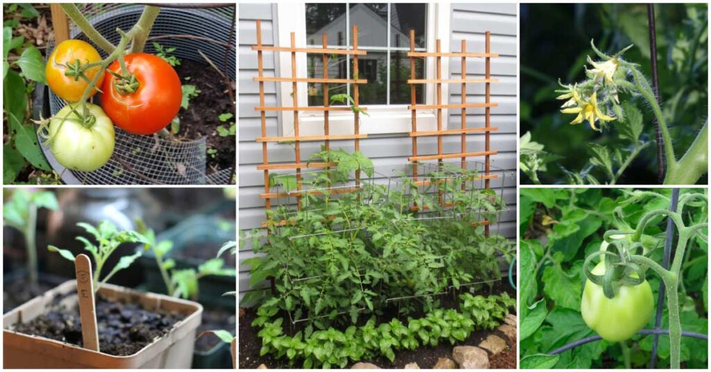 FB-tomato-growing-tips-v1-1.jpg