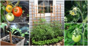 FB-tomato-growing-tips-v1-1.jpg