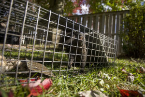 LiveTrapping760.jpg