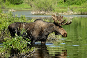 MooseSurveys760.jpg