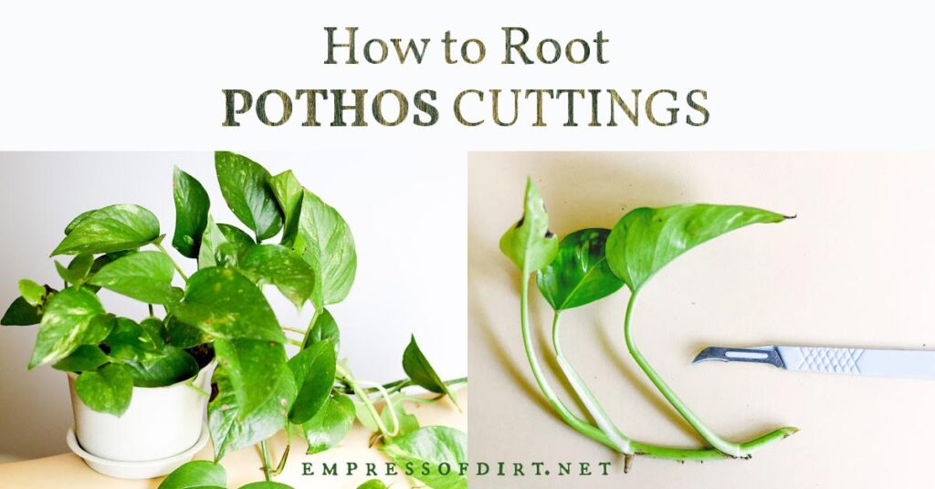 fb-Root-Pothos-Cuttings-v3.jpg
