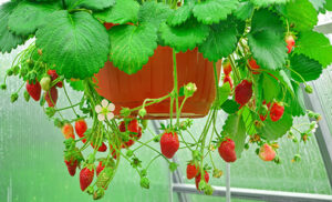 strawberry-hanging-basket.jpg