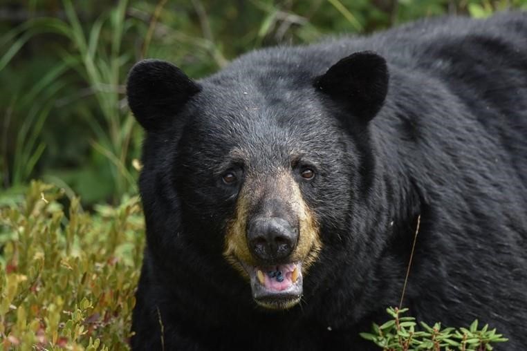 A-close-up-image-of-a-black-bear-with-a-green-foliage-background_.jpeg