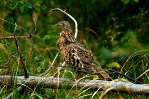 GrouseHunting760.jpg