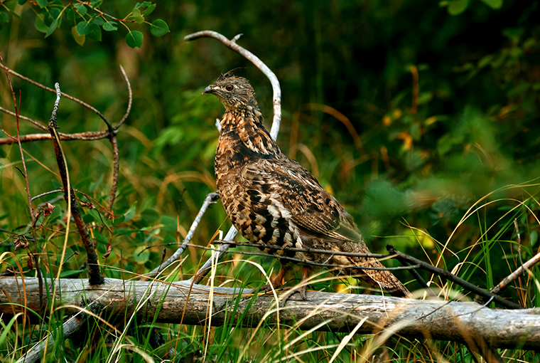 GrouseHunting760.jpg