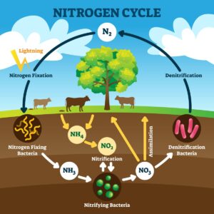 Nitrogen-cycle.jpg