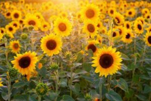 ToDoOntario-sunflowers.jpg