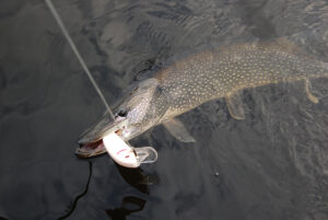 XLPike760.jpg