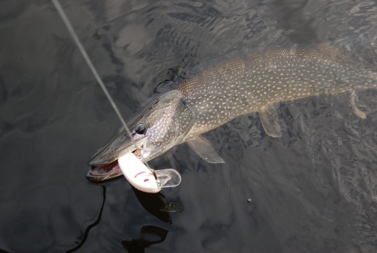 XLPike760.jpg