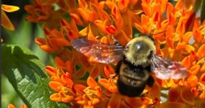 bee-pollinator.jpg