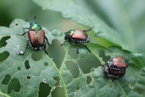 figure-1.-japanese-beetle-adults-feeding-and-mating-on-a-leaf-author-raymond-cloyd-ksu-18t9f04.jpg