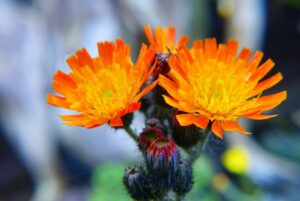hawkweed-1530619_1280.jpg