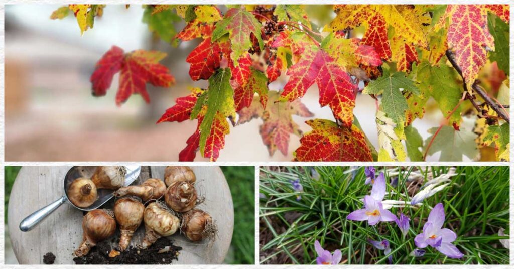 FB-Fall-Tasks-for-Spring-Garden-v3.jpg