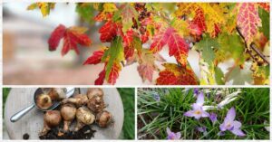 FB-Fall-Tasks-for-Spring-Garden-v3.jpg