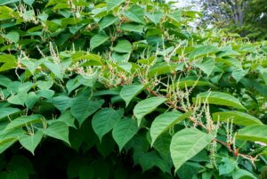 Japanese-Knotweed.jpg