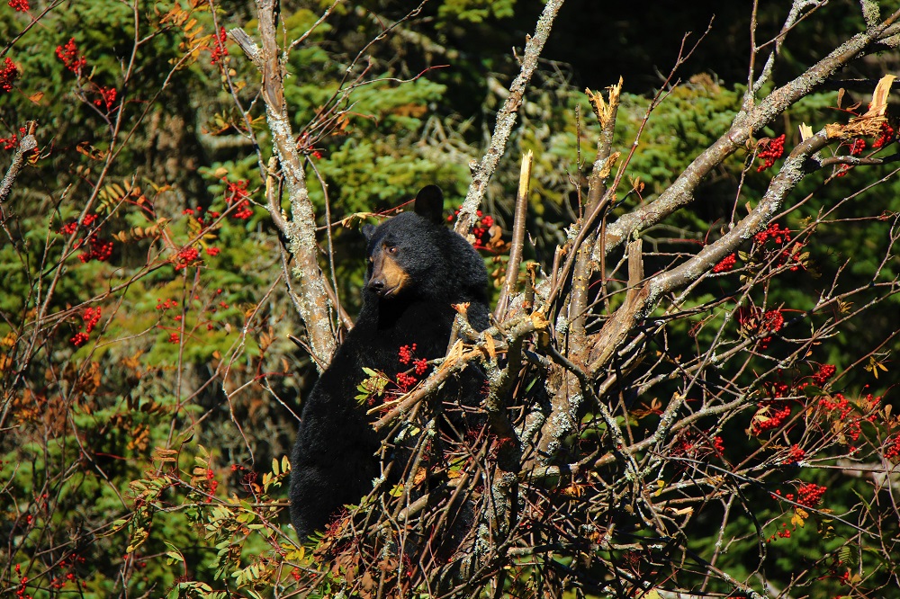 Lake_Superior_Bear-2.jpg