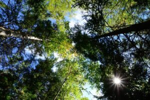 PigeonRiver_Trees_LauraMyers_September2016.jpg