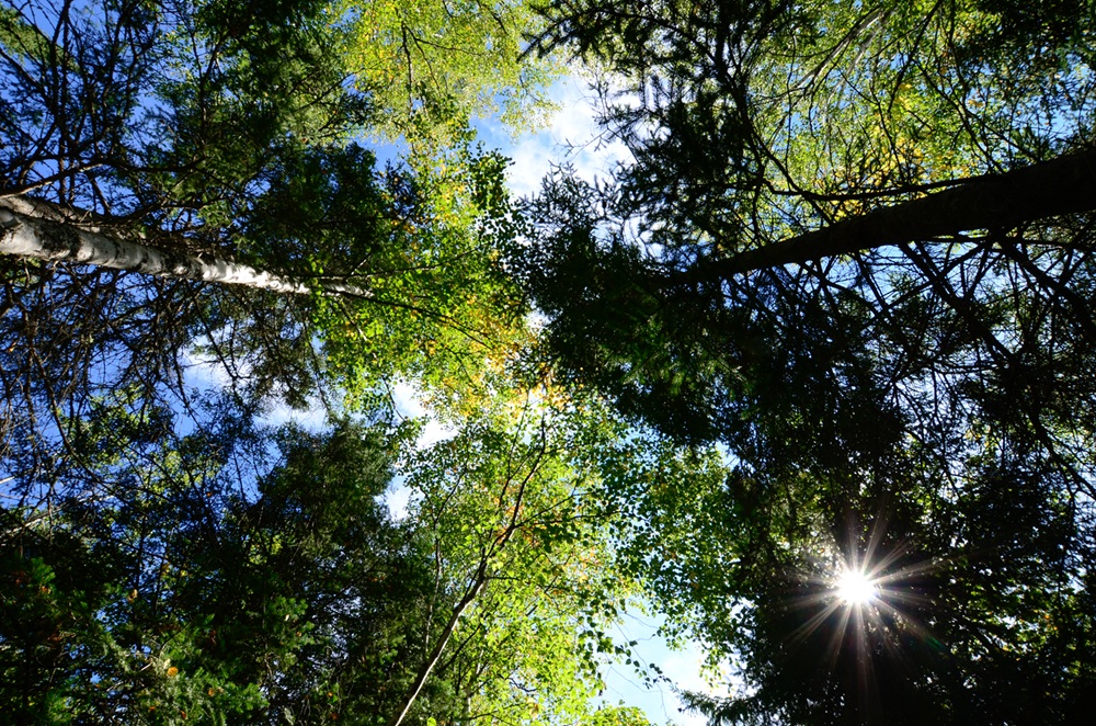 PigeonRiver_Trees_LauraMyers_September2016.jpg