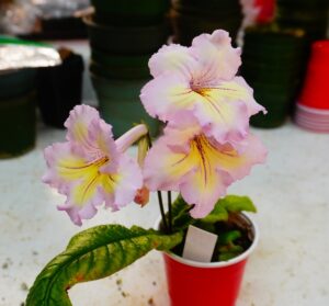 Streptocarpus-E25_4.jpg