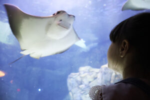 ToDoOntario-Chelsea-Hotel-Toronto-Ripleys-Aquarium.jpg