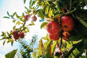 ToDoOntario-apples-on-tree.jpg