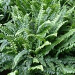 Bringing in Houseplants With out Bringing in Issues – Halton area Grasp Gardeners