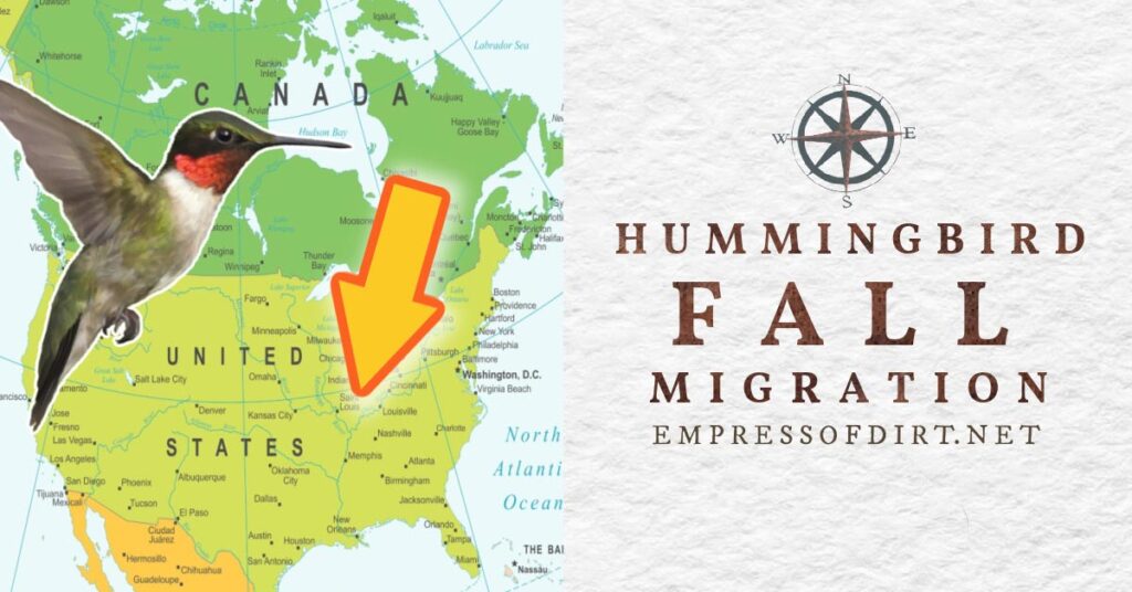 fb-hummingbird-fall-migration-v1.jpg
