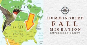 fb-hummingbird-fall-migration-v1.jpg