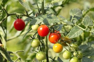 tomatoes-2653425_1280.jpg