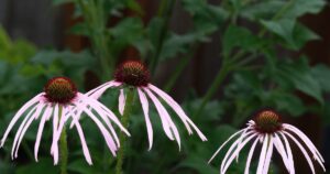 Echinacea20pallida-1.jpg