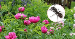 FB-ants-gardening-v1.jpg