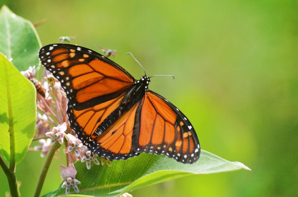 Sibbald_Point_Monarch.jpg