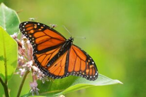 Sibbald_Point_Monarch.jpg
