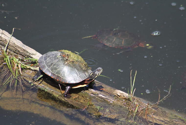 WetlandsTurtles760.jpg