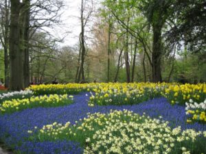bulbs1.jpg