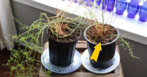 fb-houseplant-myths-v1.jpg
