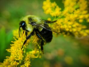 insect-6619714_1280.jpg