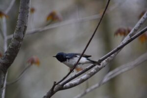 Black-throated_Blue_Rondeau_Provincial_Park_P._Manorome.jpg