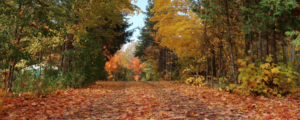 FallRoad_banner-1024x410.png