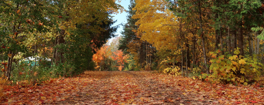FallRoad_banner-1024x410.png