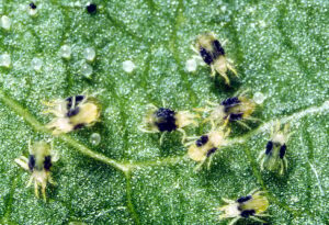spider-mite-2-spotted.jpg
