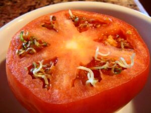 vivipary-in-tomato.jpg