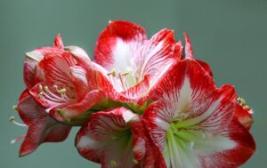 amaryllis-6.jpg