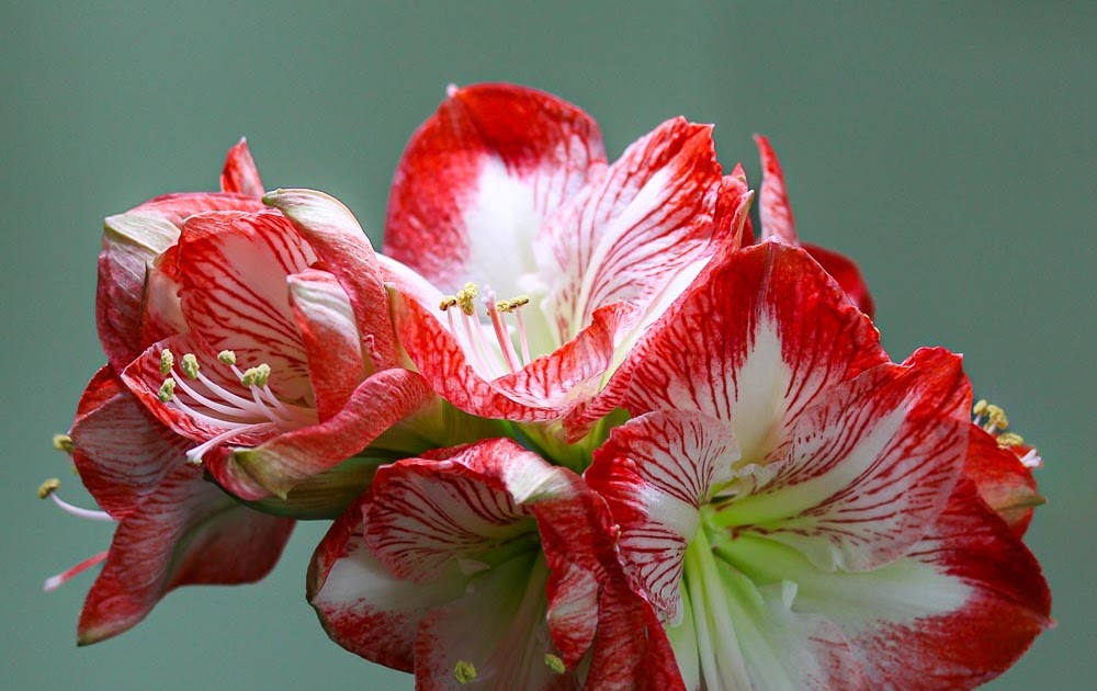 amaryllis-6.jpg