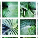 Defining My Photographic Voice By way of Three Phrases