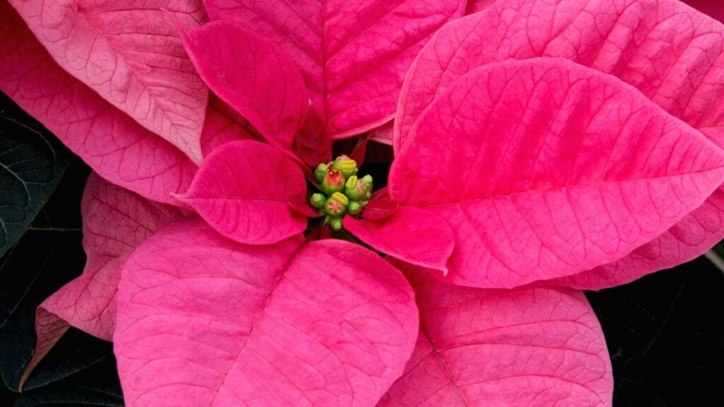 F12-grow-poinsettias-year-round-v4.jpg