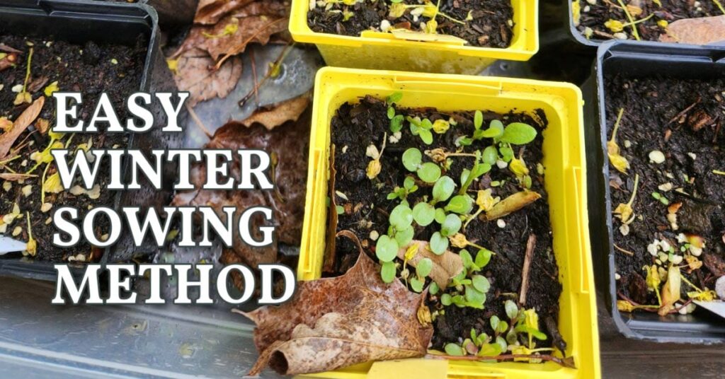 FB-easy-winter-sowing-method-v3.jpg