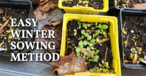 FB-easy-winter-sowing-method-v3.jpg